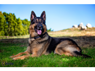 German Shepherd